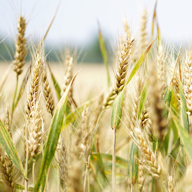 Vendita di concimi naturali