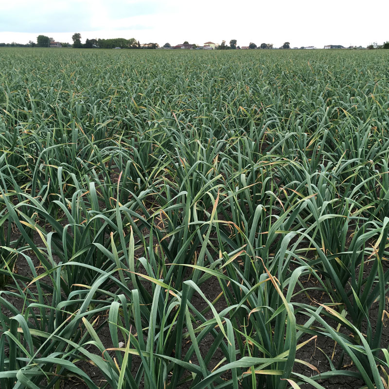 Vendita di sementi per agricoltura sostenibile